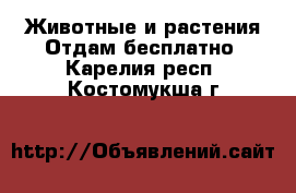 Животные и растения Отдам бесплатно. Карелия респ.,Костомукша г.